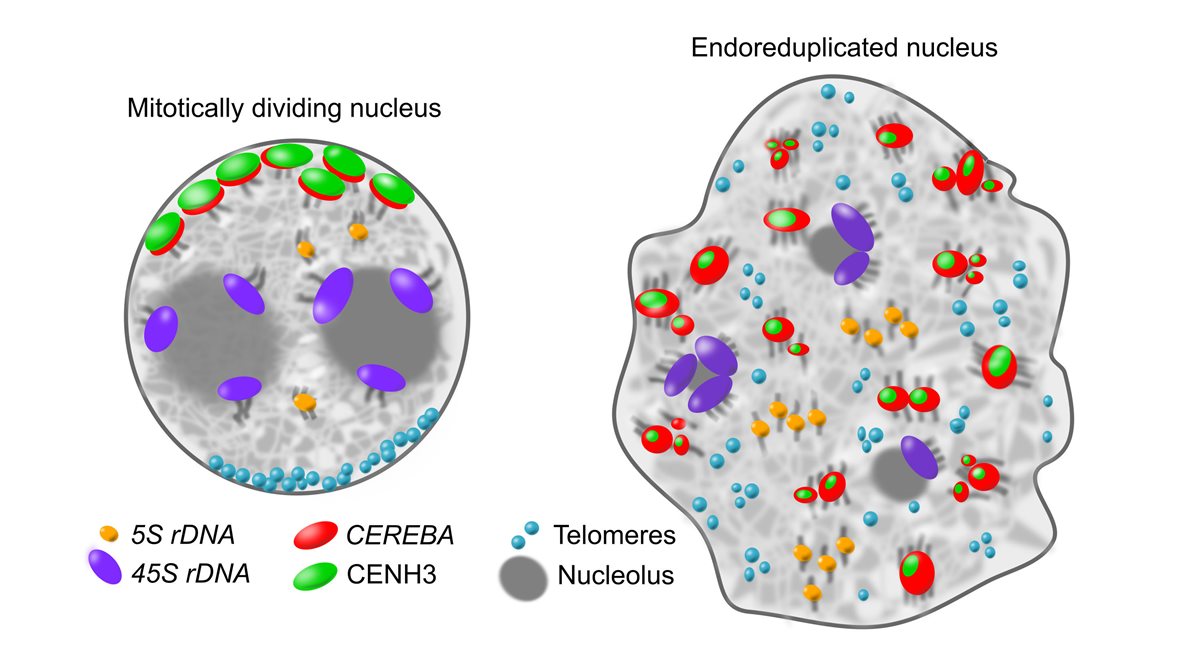 New publication: Non-Rabl chromosome organization in endoreduplicated nuclei of barley embryo and endosperm tissues