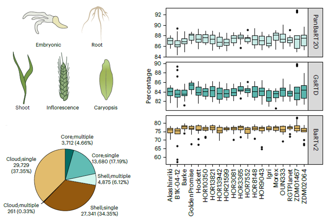 New publication: A barley pan-transcriptome reveals layers of genotype-dependent transcriptional complexity