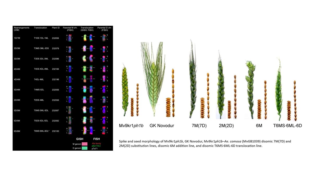 New publication:   A genetransfer strategy based on durum wheat–Aegilops comosa amphiploid top-crossed with hexaploid wheat results in elimination of D chromosomes led to the production ...