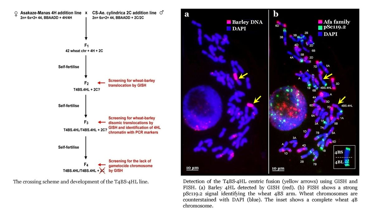 New publication: Introgression of barley chromosome arms 4H and 6H into wheat via Robertsonian translocations: GBS-assisted structural analysis and impact on grain nutrient composition