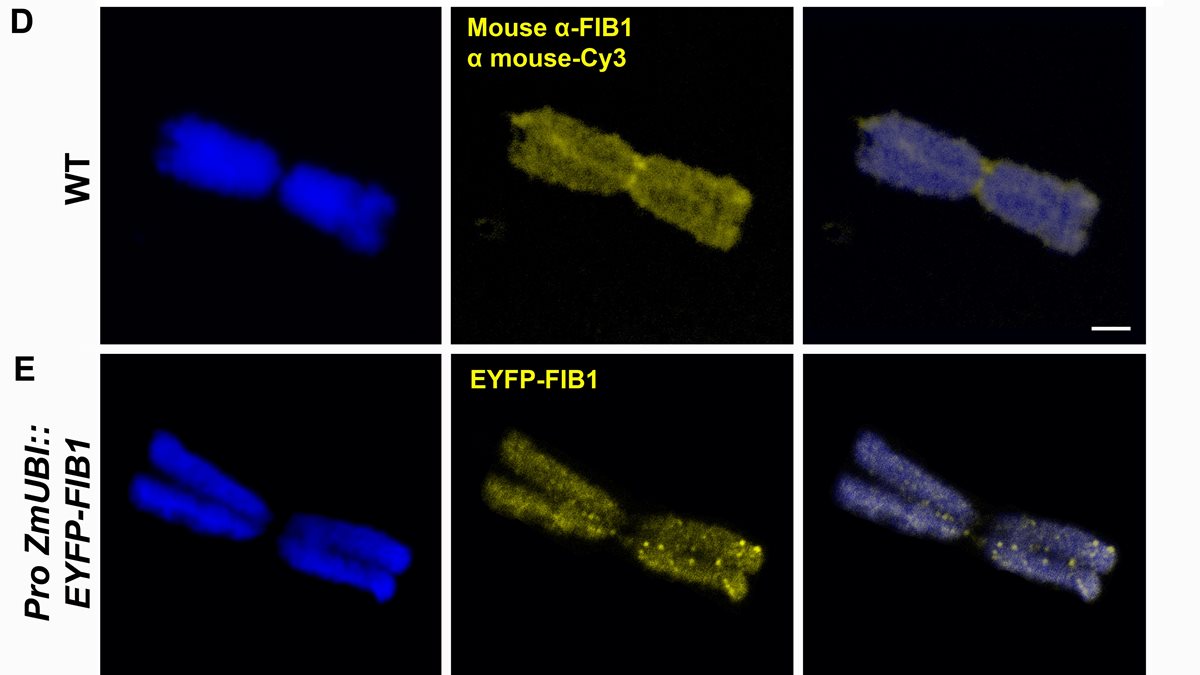 New publication: Proteome analysis of condensed barley mitotic chromosomes