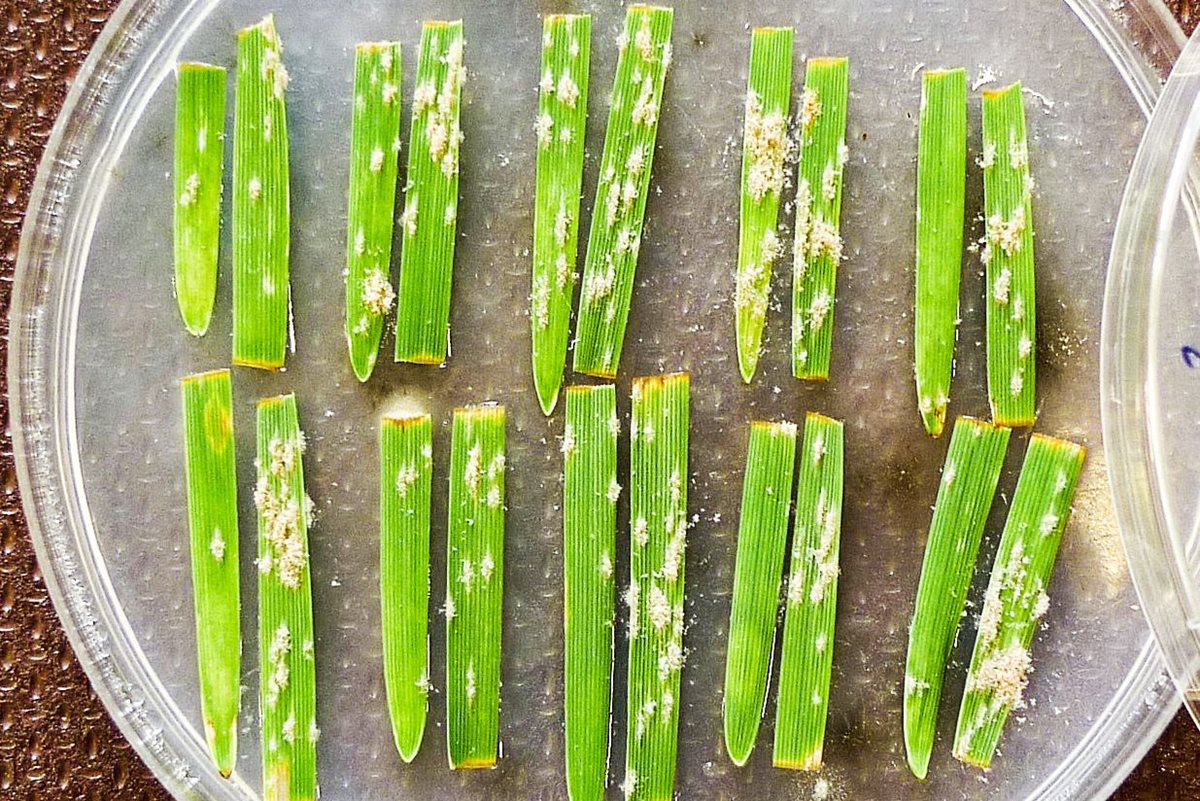 New publication: Divergence between bread wheat and Triticum militinae in the powdery mildew resistance QPm.tut‑4A locus and its implications for cloning of the resistance gene
