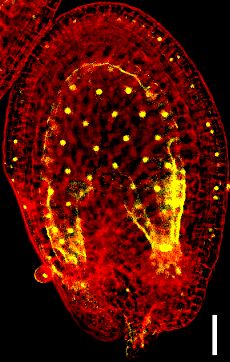 New publication: The SMC5/6 complex subunit NSE4A is involved in DNA damage repair and seed development