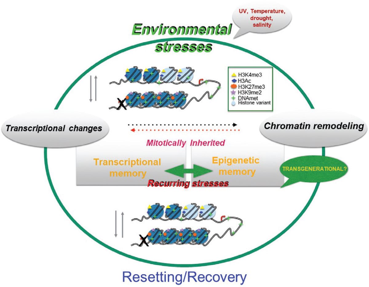 New publication: Chromatin dynamics during interphase and cell division: similarities and differences between model and crop plants