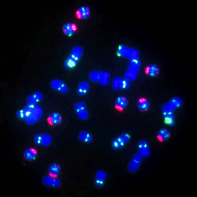 Archiv-UEB_Chromozomy-kukurice-Cervenou-barvou-je-zvyrazneno-devet-B-chromozomu.jpg