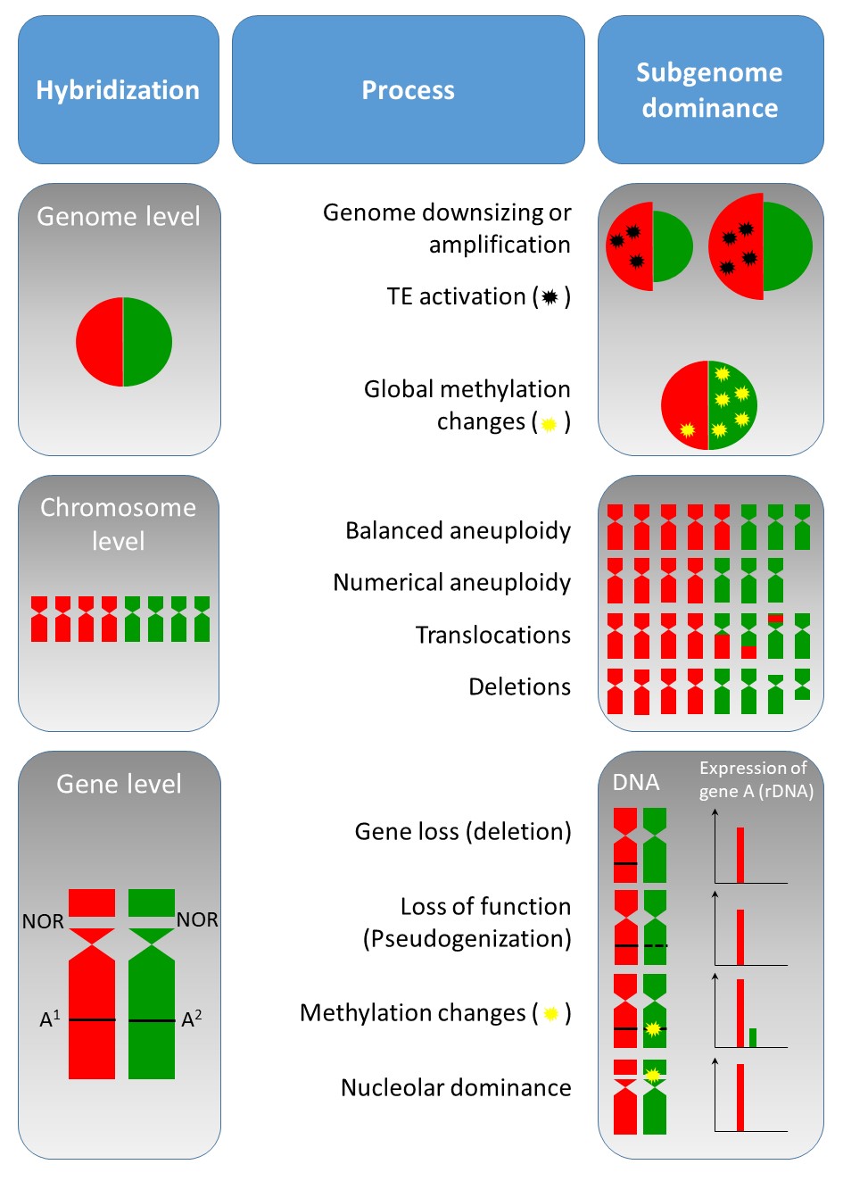 New publication: Competition of parental genomes in plant hybrids