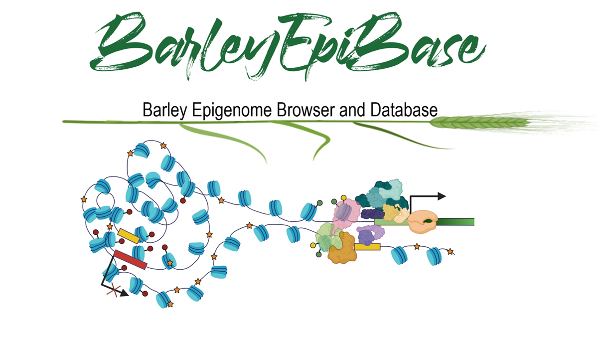 New publication: Epigenome and interactome profiling uncovers principles of distal regulation in the barley genome