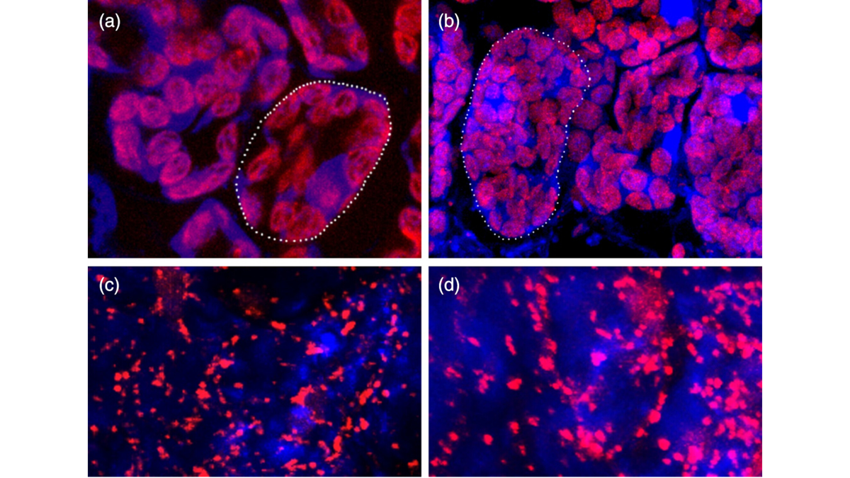 New publication: Restoring cytonuclear harmony: Distinct strategies in Arabidopsis auto- and allopolyploids