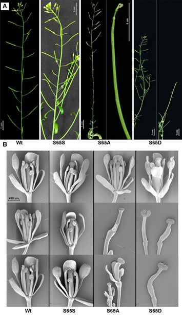 New publication: Deregulated phosphorylation of CENH3 at Ser65 affects the development of floral meristems in Arabidopsis thaliana