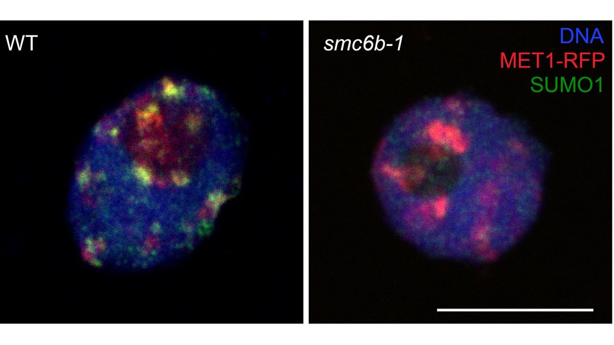 New publication: SMC5/6 complex-mediated SUMOylation stimulates DNA–protein cross-link repair in Arabidopsis