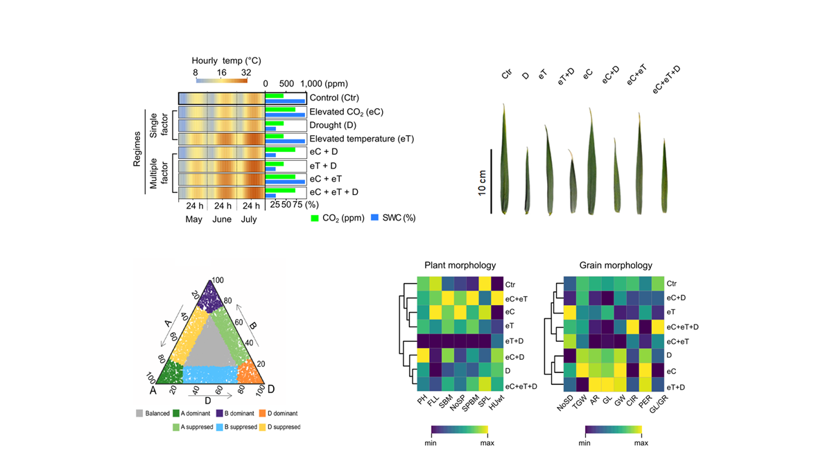 New publication: Integrative morpho-physiological and transcriptomic insights into wheat responses to combined drought, heat, and elevated CO2 under future climate conditions