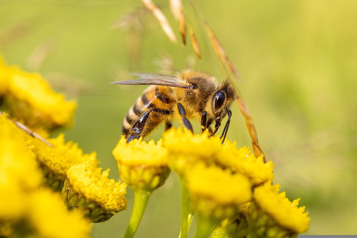 O včelách a včelaření bude letošní festival Země na talíři v Olomouci.