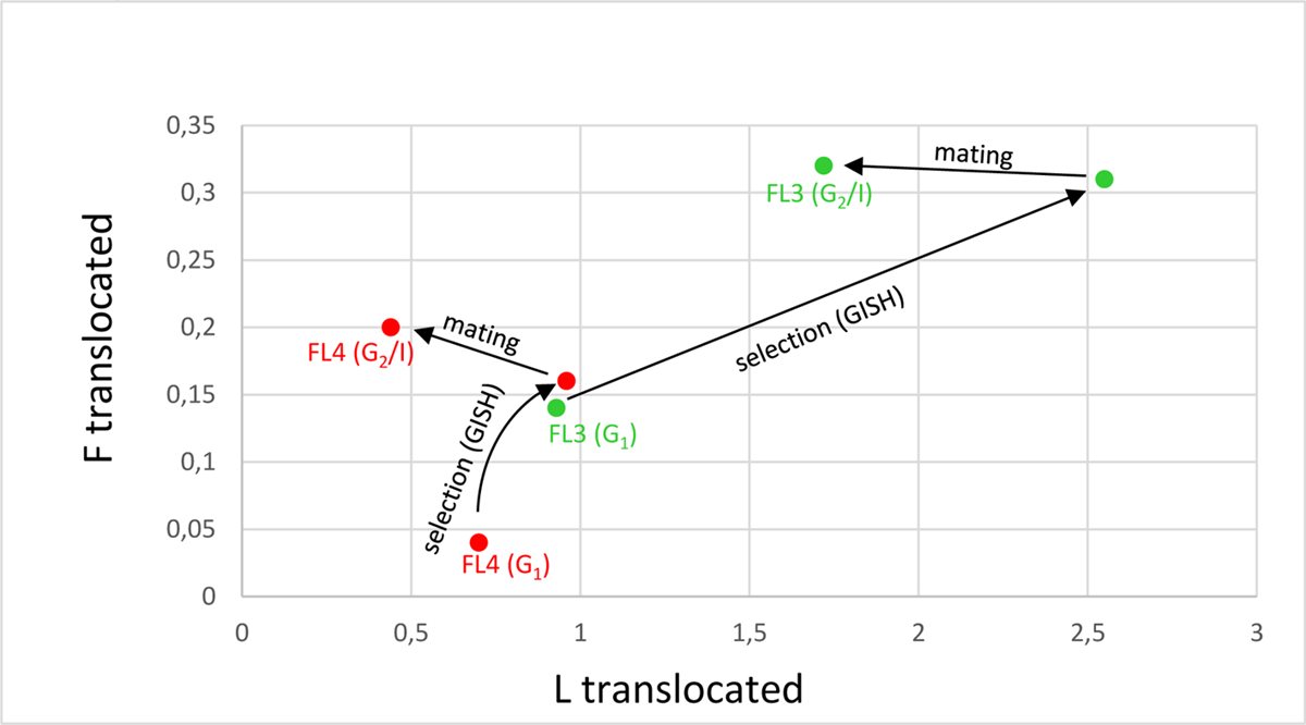 New publication: Selective Elimination of Parental Chromatin from Introgression Cultivars of xFestulolium (Festuca X Lolium)