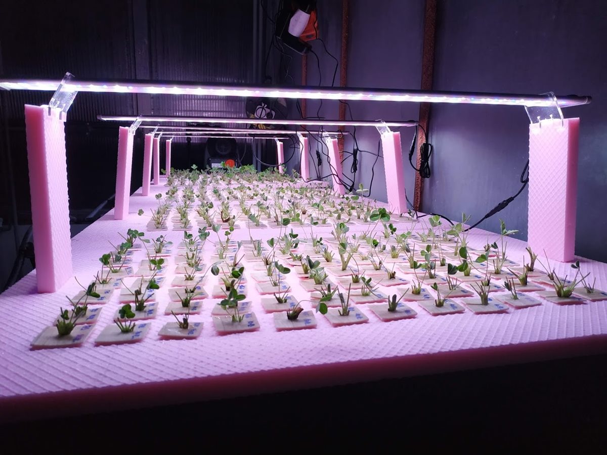 Vědci našli možnost, jak významně zvýšit výnos jetele