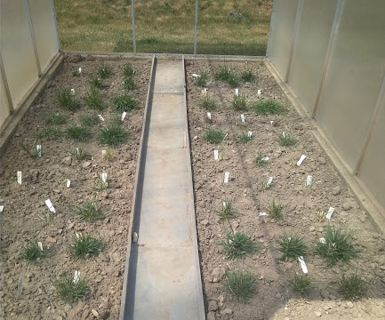 New publication: Drought tolerance and regrowth capacity revealed in the Festuca-Lolium complex