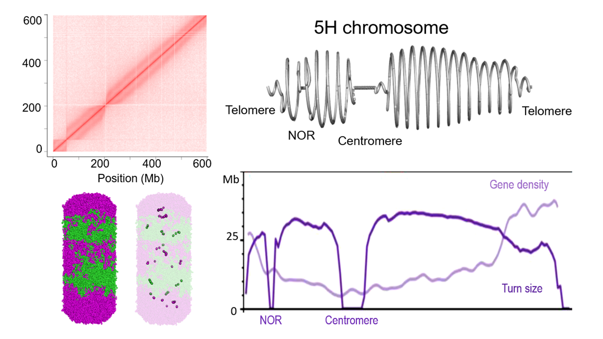 New publication: Helical coiling of metaphase chromatids