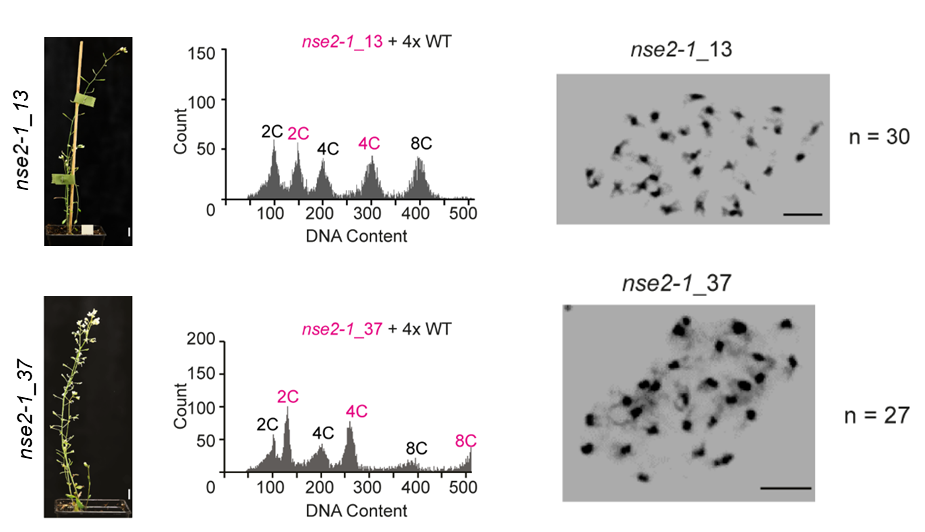 New publication: Structural maintenance of chromosomes 5/6 complex is necessary for tetraploid genome stability in Arabidopsis thaliana