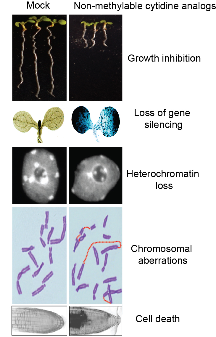 New publication: Comparative analysis of epigenetic inhibitors reveals different degrees of interference with transcriptional gene silencing and induction of DNA damage