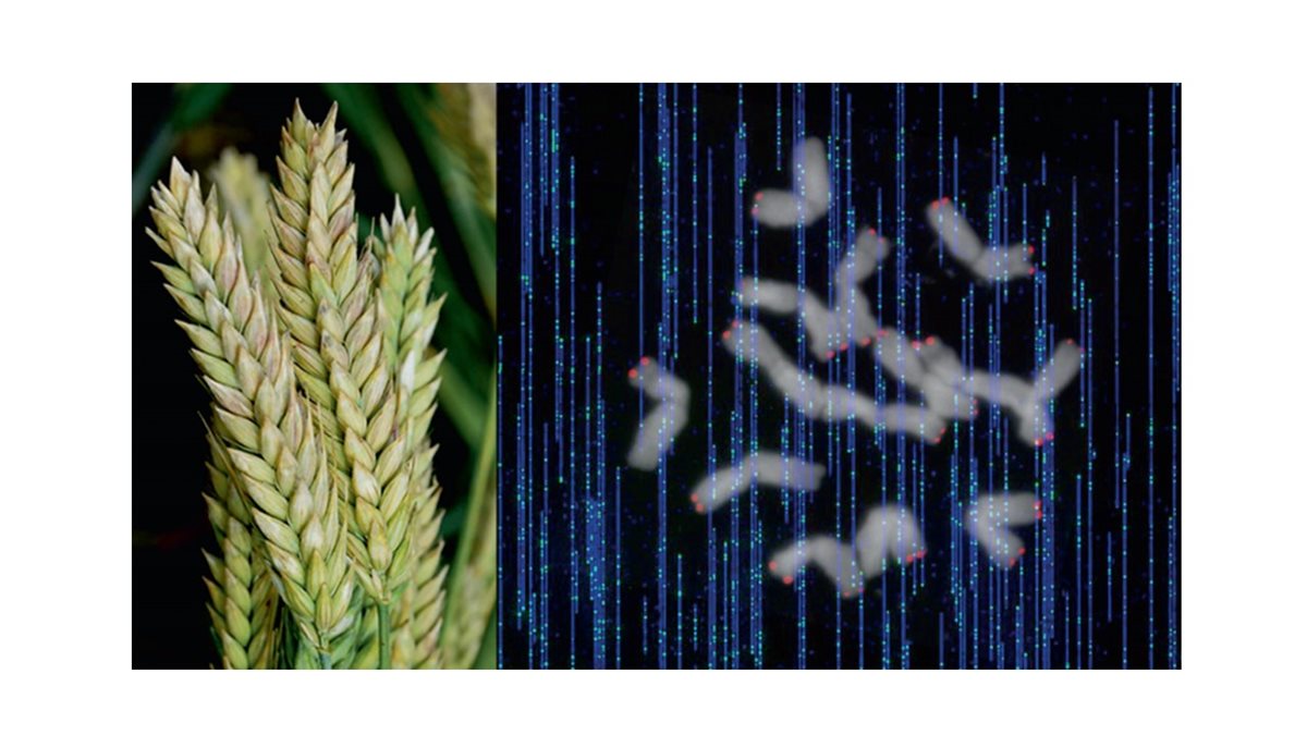 New publication: Prospects of telomere-to-telomere assembly in barley: Analysis of sequence gaps in the MorexV3 reference genome