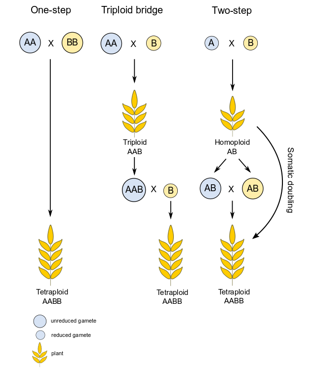 New publication: Chromosome pairing in polyploid grasses