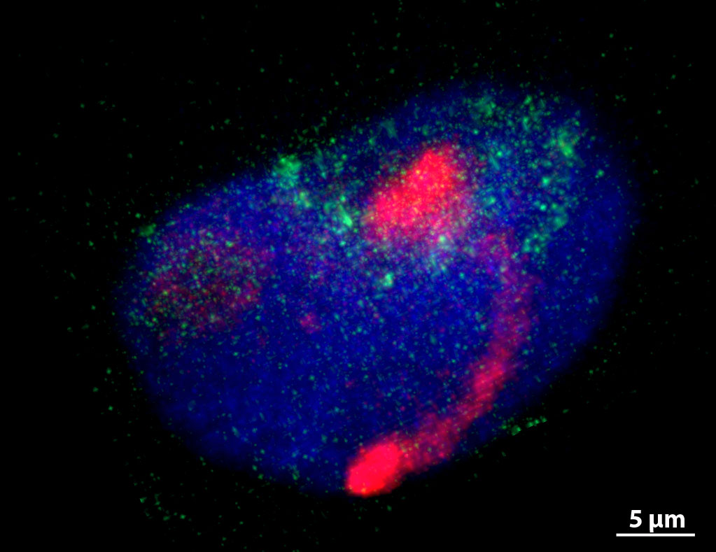 New publication: Out-of-position telomeres in meiotic leptotene appear responsible for chiasmate pairing in an inversion heterozygote in wheat (Triticum aestivum L.)