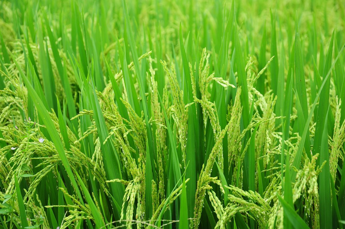 Zemřel čínský věděc Jüan Lung-pching, otec tzv. hybridní rýže. Jeho práci přiblížil ve vysílání ČT24 Jaroslav Doležel