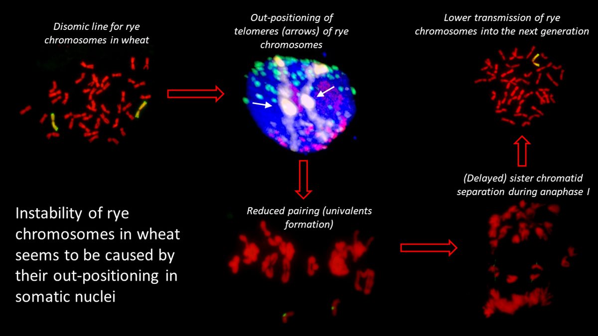 New publication: Instability of alien chromosome introgressions in wheat associated with improper positioning in the nucleus