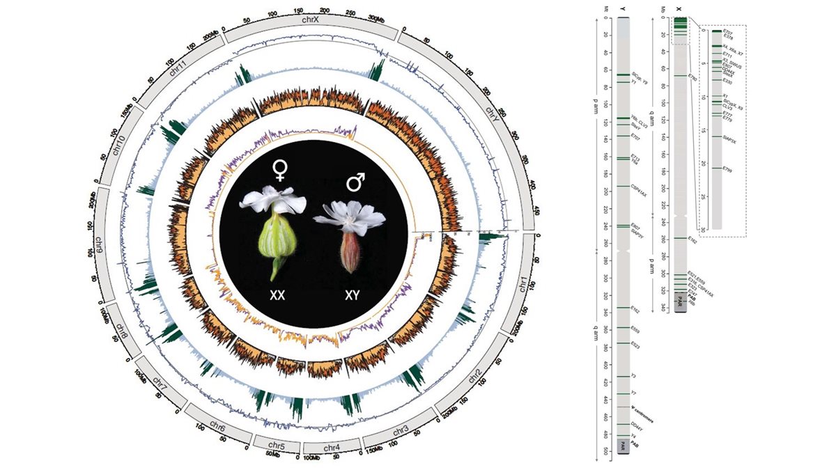 New publication: The Silene latifolia genome and its giant Y chromosome