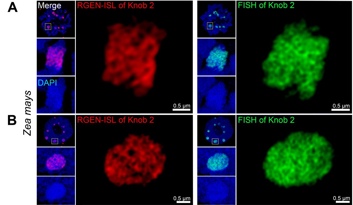 New publication: CRISPR/Cas9-Based RGEN-ISL allows the simultaneous and specific visualization of            proteins, DNA repeats, and sites of DNA replication