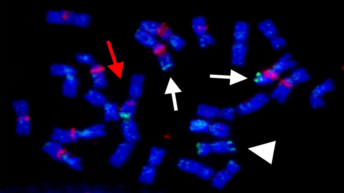New publication: Introgression of a Terminal Segment From Chromosome 3S of Festuca mairei Increases Drought Resistance of Lolium perenne