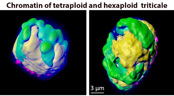 New publication: Nuclear disposition of alien chromosome introgressions into wheat and Rye Using 3D-FISH