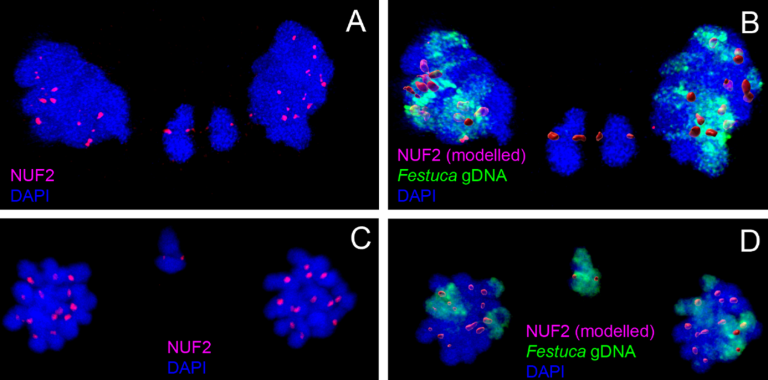 Nelítostné soupeření rodičovských genomů u kříženců rostlin
