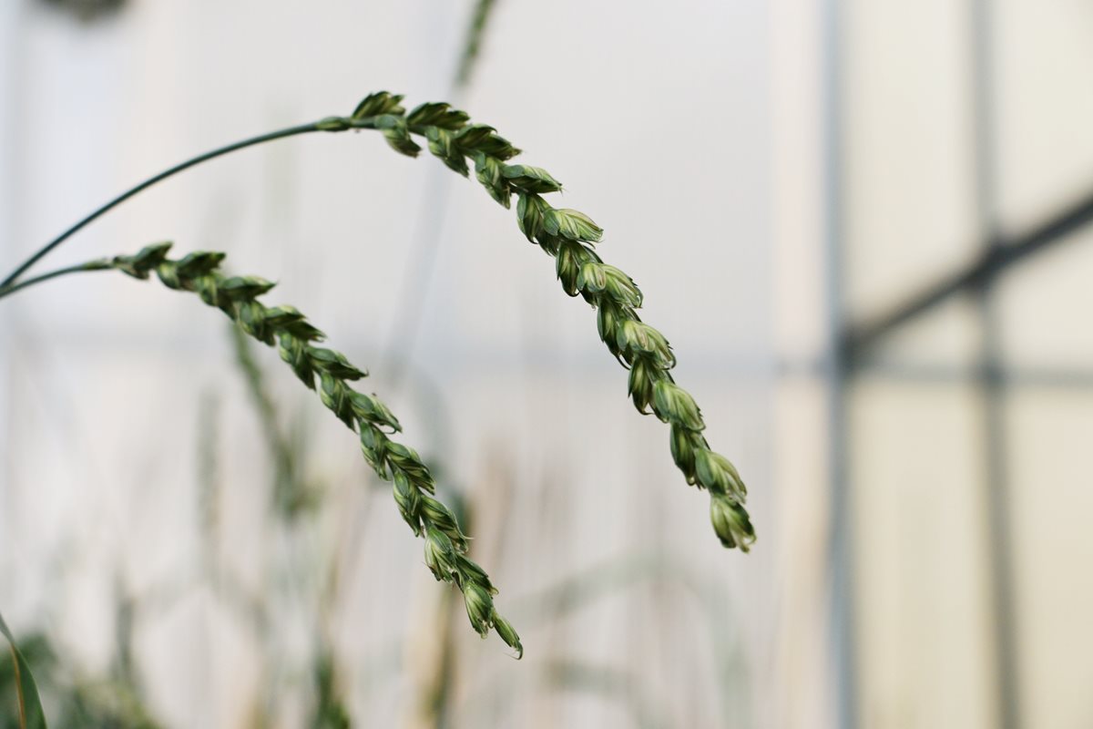 Czech scientists participated in decoding the bread wheat genome
