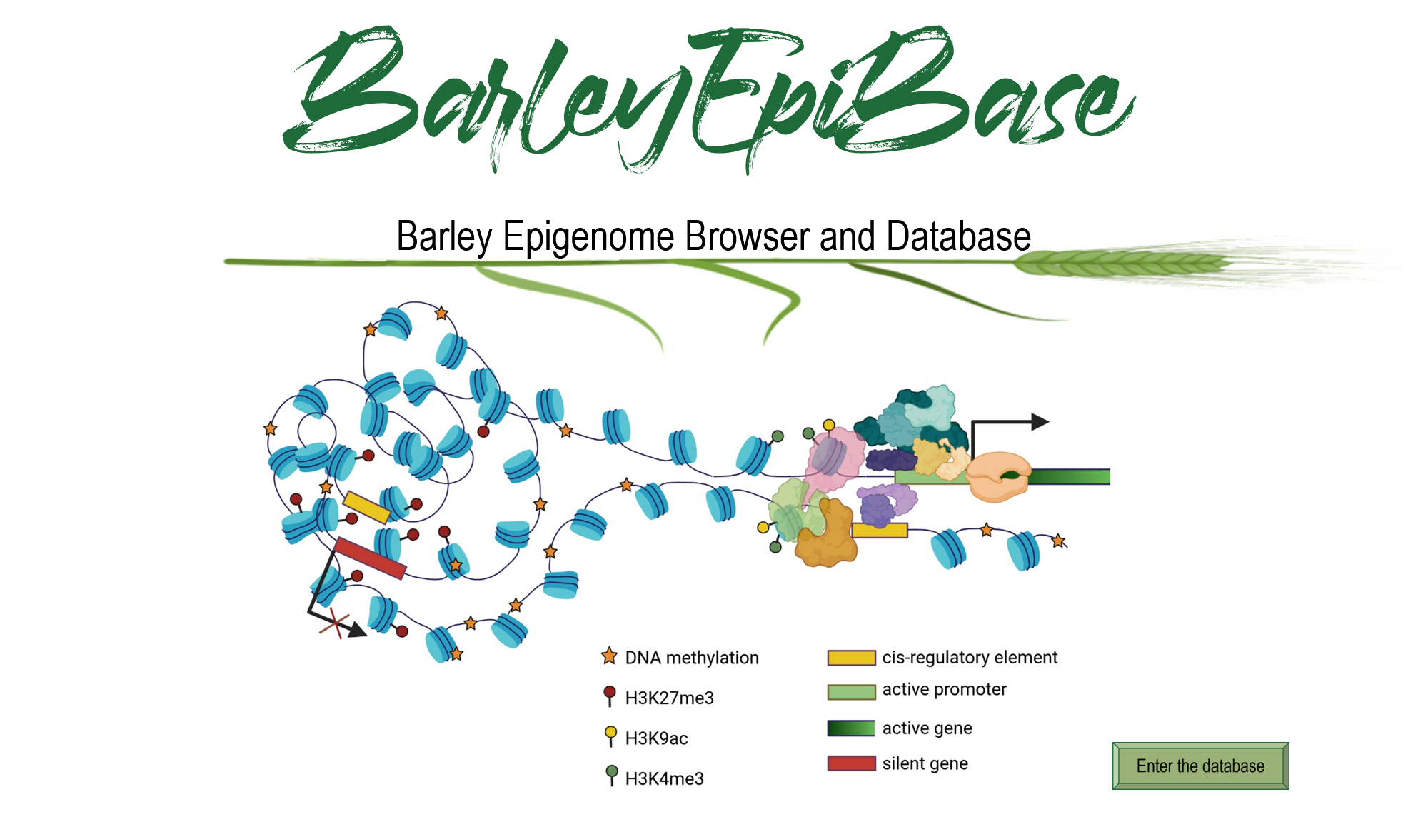 BarleyEpiBase_v3-1.png