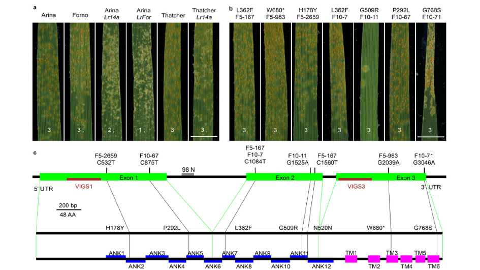 New publication: A membrane-bound ankyrin repeat protein confers race-specific leaf rust A membrane-bound ankyrin repeat protein confers race-specific leaf rust disease residisease resistance in wheat
