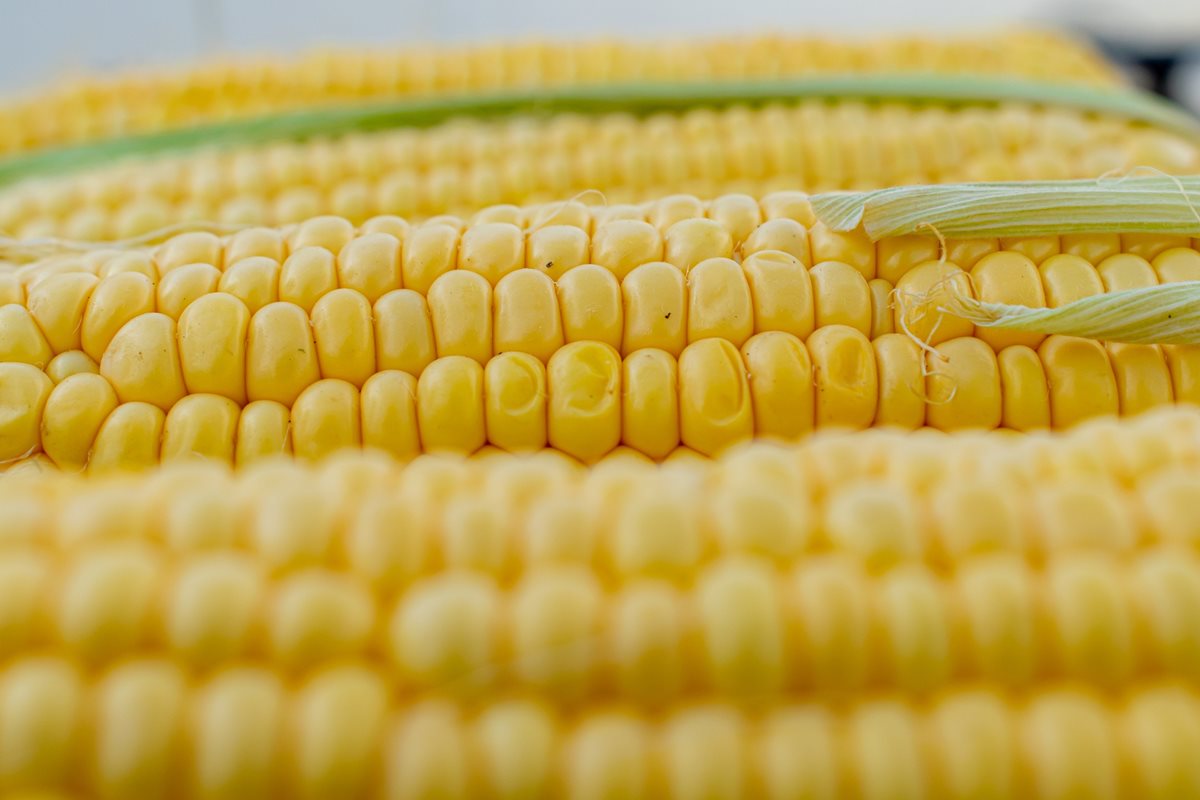 Aktualne.cz: Zdravější rajčata, odolné obilí. Povolte geneticky upravené plodiny, žádají EU vědci