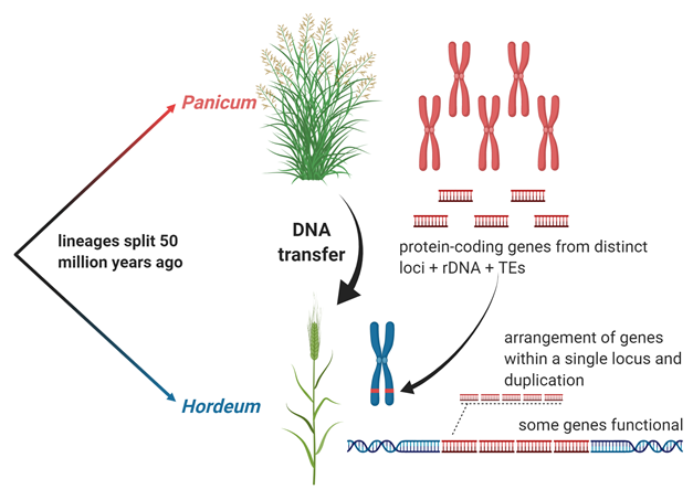 New publication: A Panicum-derived chromosomal segment captured by Hordeum a few million years ago preserves a set of stressrelated genes