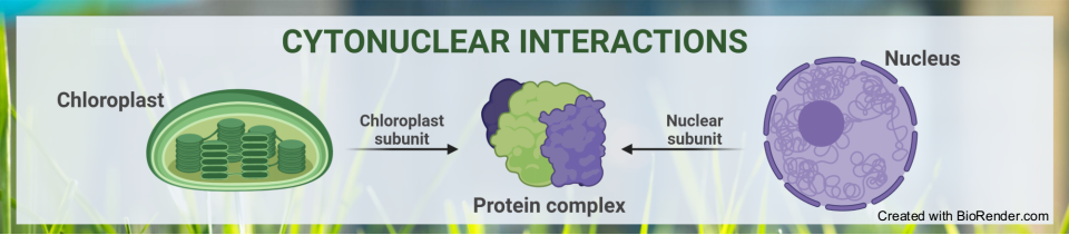 New publication: Restoring cytonuclear stoichiometry is necessary after whole-genome duplication (WGD) and interspecific/ intergeneric hybridization in plants. We investigated this phenomenon in auto-