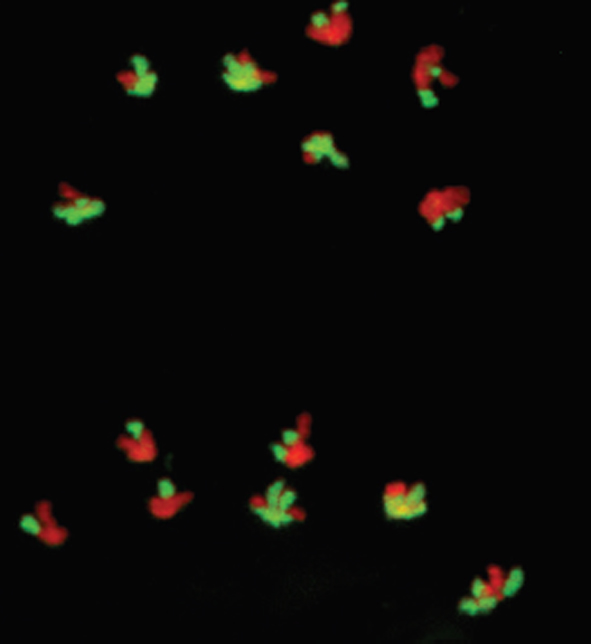 New publication: Direct evidence for crossover and chromatid interference in meiosis of two plant hybrids (Lolium multiflorum×Festuca pratensis and Allium cepa×A. roylei)