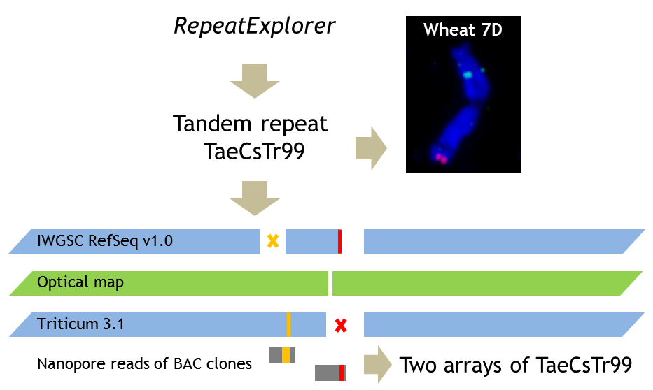 New publication: The dark matter of large cereal genomes: long tandem repeats