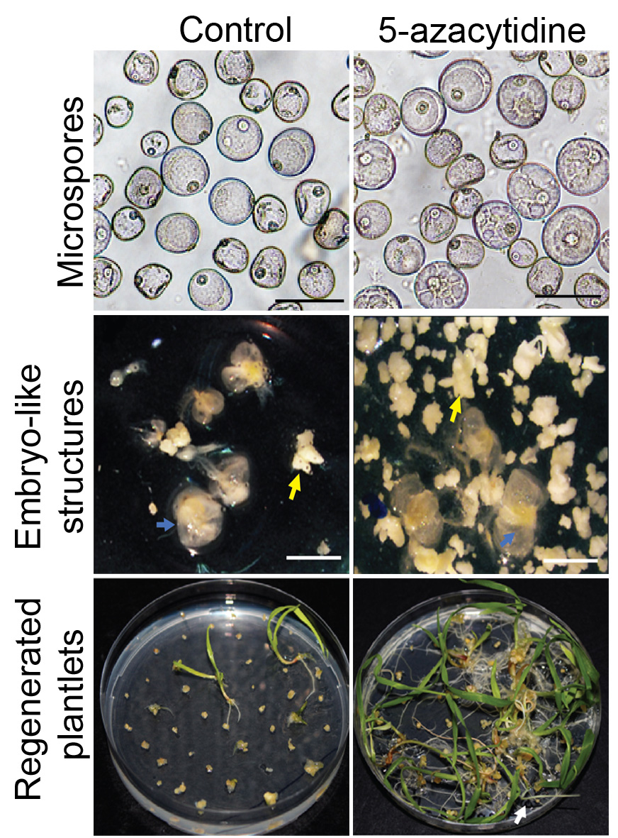 New publication: Chemically-induced DNA de-methylation alters the effectiveness of microspore embryogenesis in triticale