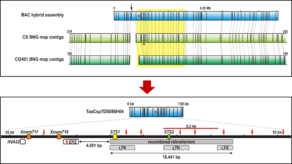 New publication: Accessing a russian wheat aphid resistance gene in bread wheat by long-read technologies