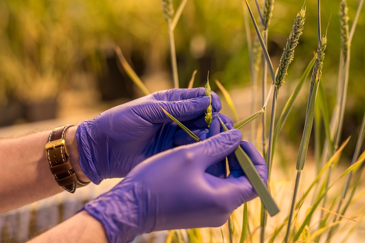 Olomouc worksite of Institute of Experimental Botany of Czech Academy of Sciences (IEB) has entered a new platform for cooperation of scientists and breeders