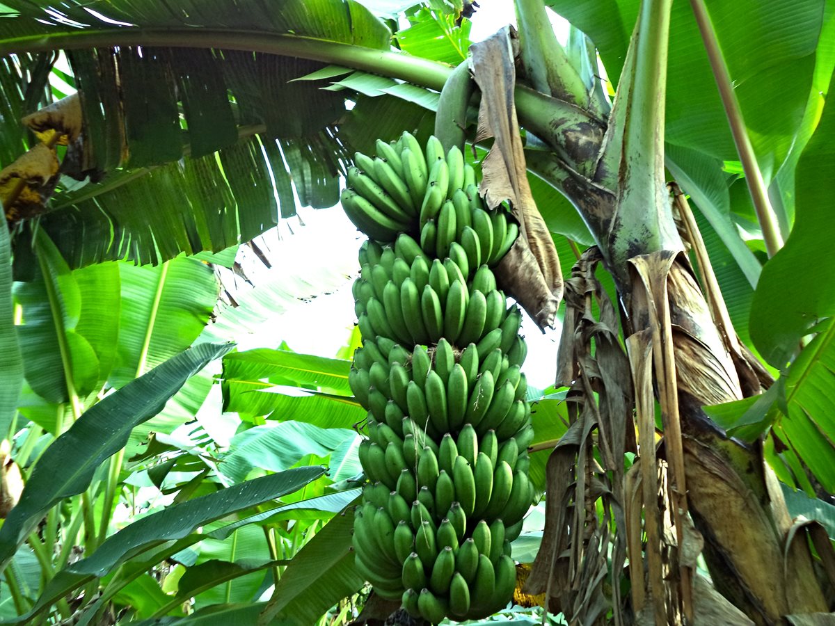 Z Papui Nové Guiney míří do Olomouce vzorky nově objevených banánovníků