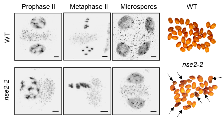 New publication: Defects in meiotic chromosome segregation lead to unreduced male gametes in Arabidopsis SMC5/6 complex mutants