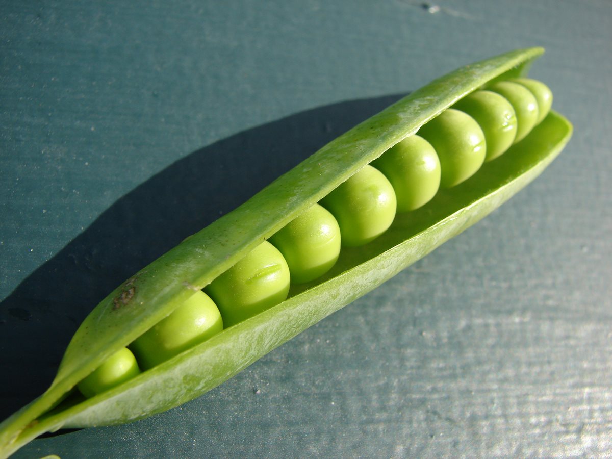 Olomouc scientists help sequence the pea genome