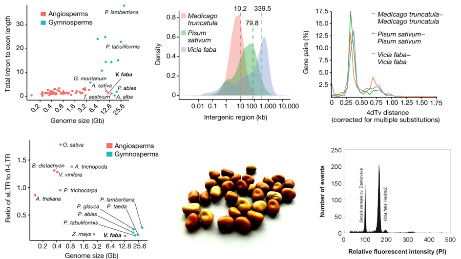 New publication: The giant diploid faba genome unlocks variation in a global protein crop