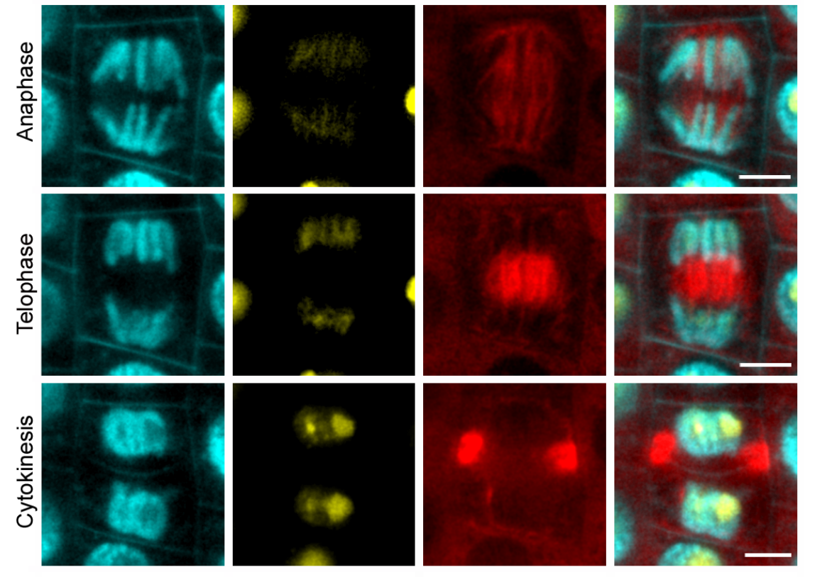 New publication: Spatial organization and dynamics of chromosomes and microtubules during barley mitosis