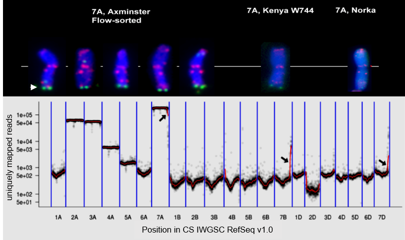 New publication: A highly differentiated region of wheat chromosome 7AL encodes a Pm1a immune receptor that recognizes its corresponding AvrPm1a effector from Blumeria graminis