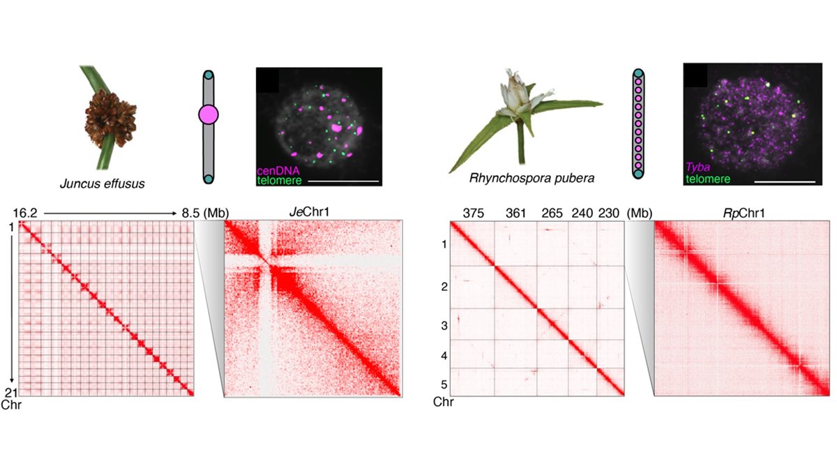 New publication: Repeat-based holocentromeres influence genome architecture and karyotype evolution